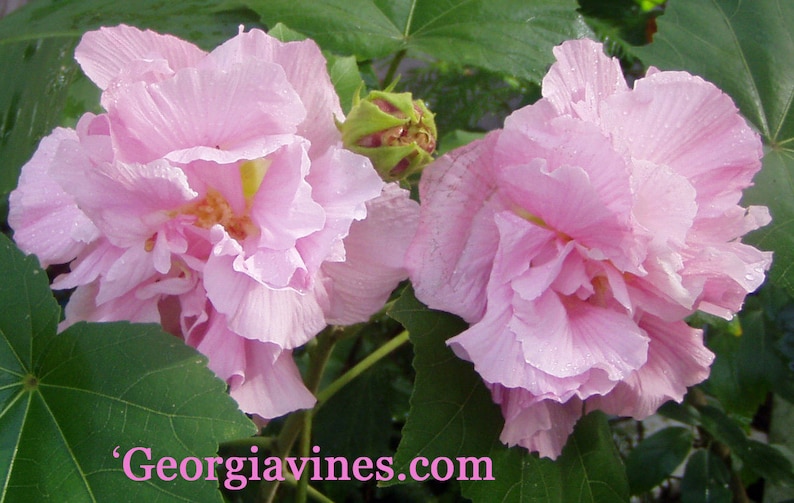 Hibiscus mutabilis Cotton Rose double Plant or Seeds FREE SHIPPING