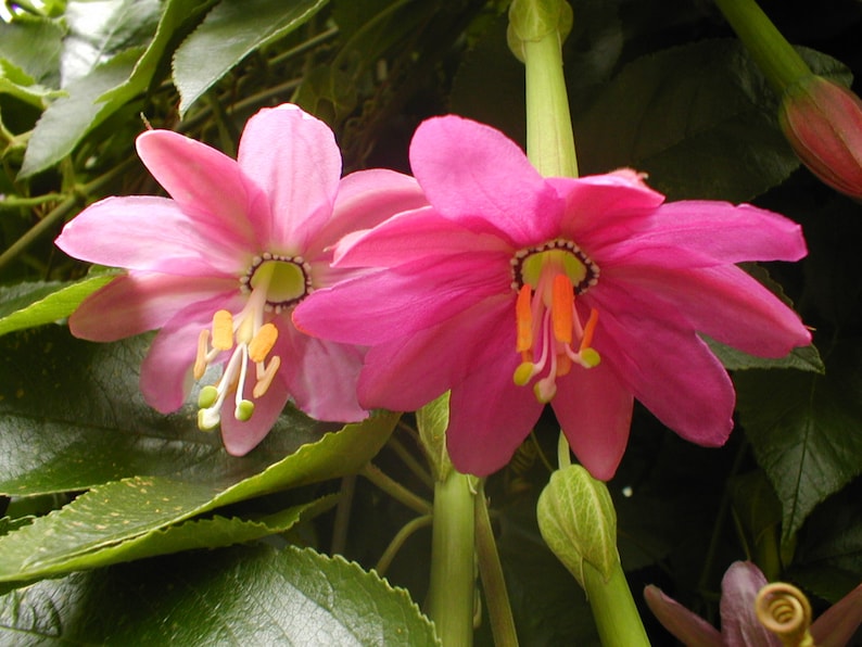 Banana passionfruit PASSIFLORA MOLLISSIMA passion fruit flower seed 100 SEEDS