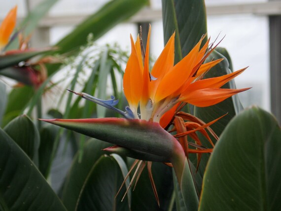 Strelitzia Reginae Oiseau De Paradis Pinte Plante Ou 10 Graines Livraison Gratuite