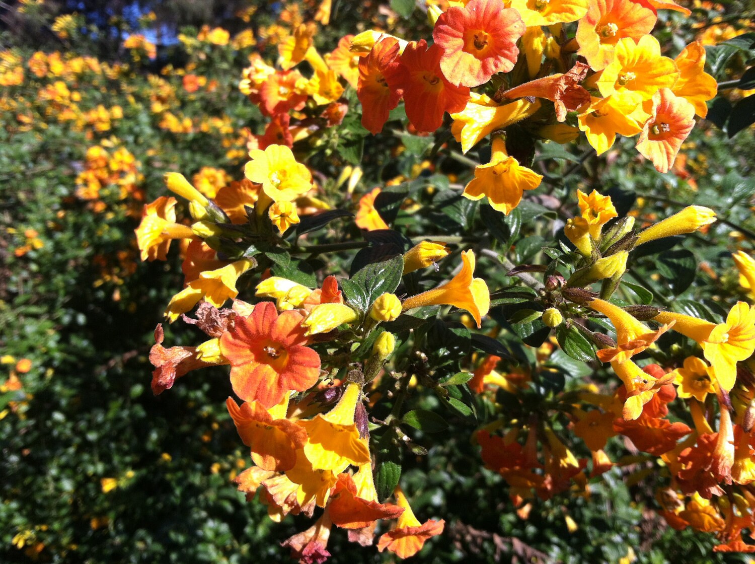 Streptosolen jamesonii Marmalade Bush 10 seeds FREE SHIPPING Etsy