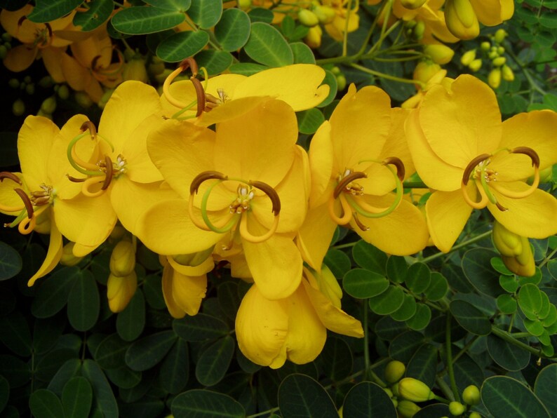 Seeds & Bulbs Home Clerodendrum wallichii Bridal Veil Pint Plant FREE