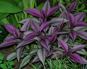 Strobilanthes dyerianus Persian Shield Pint Plant FREE SHIPPING