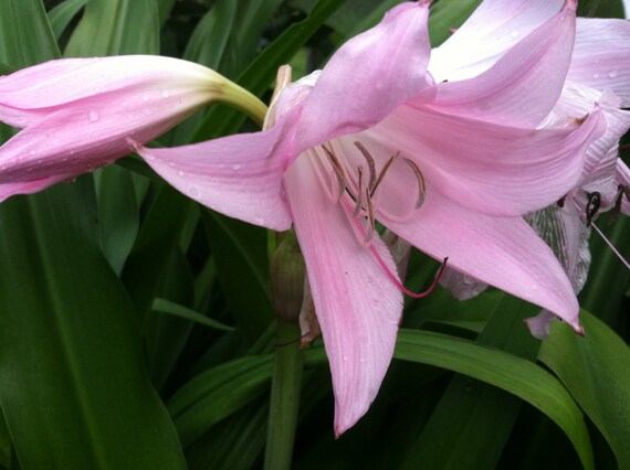 large blooming-size bulb NEW Crinum Lily Pink Flamingo super rare