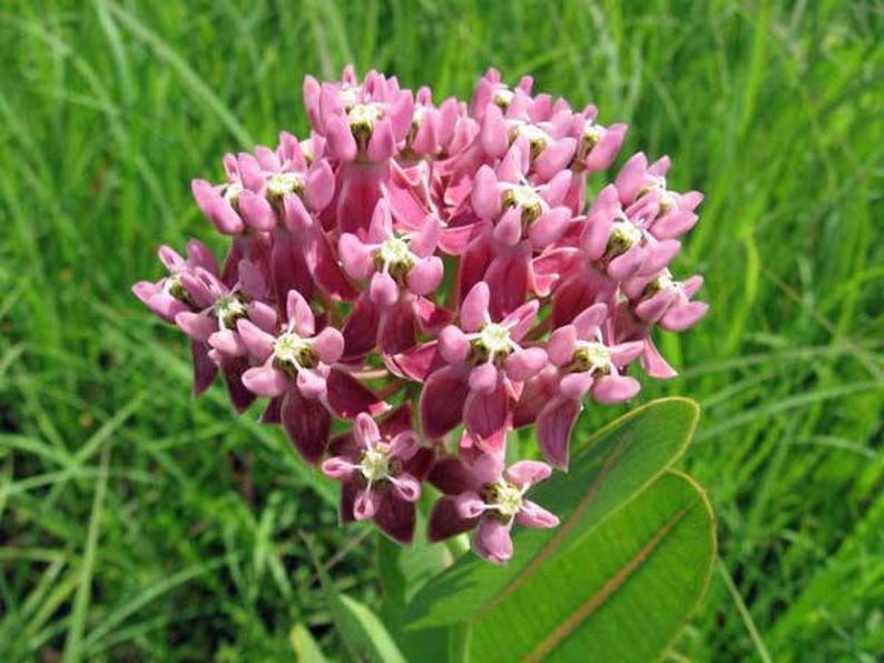 Asclepias erosa Desert Milkweed 10 seeds FREE SHIP