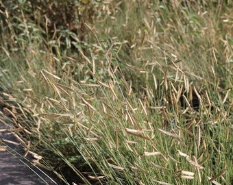 ノミ退治！犬用石鹸