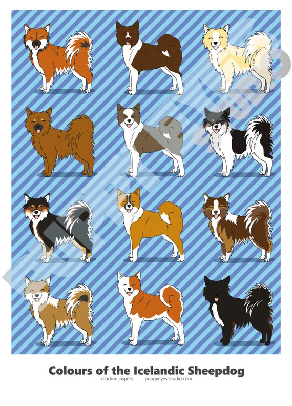 Colours Of The Icelandic Sheepdog Etsy