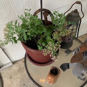 Liveforever Plant - Etsy