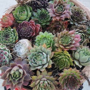 20 sempervivum starter succulent Hen and Chick Sempervivum Indoor Outdoor Cold Hardy 10+ varieties