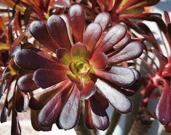 BLACK ROSE Deep Dark Purple Aeonium Arboreum Zwartkopf Succulent 1 cutting 4"+