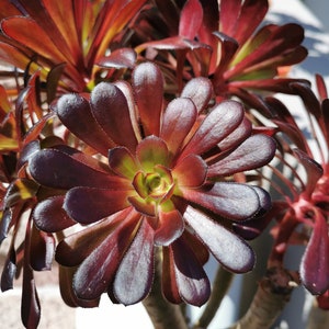 BLACK ROSE Deep Dark Purple Aeonium Arboreum Zwartkopf Succulent 1 cutting 4&quot;+