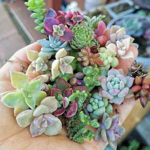 May include: A variety of colorful succulent cuttings are held in a hand. The succulents display a range of colors, including green, purple, red, and beige. The image is a close-up, showcasing the textures and details of the plants.