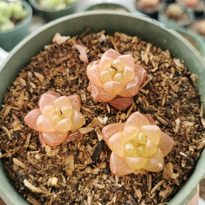 Rare Haworthia Obtusa Babies orange/pink 2”