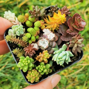 rooted fairy garden colorful sedum collection succulent, different varieties ground covered cold hardy 2"