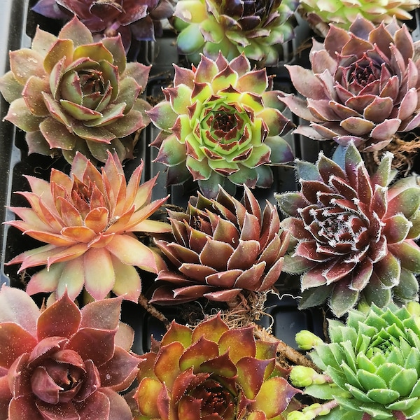 Hen and Chick Sempervivum Succulent (2") Cold Hardy bare roots