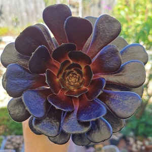 BLACK ROSE Deep Dark Purple Aeonium Arboreum Zwartkopf Cuttings