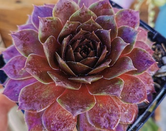 3.5" Colorful Sempervivum Hens and Chicks "Hopewell" Cold Hardy Succulent
