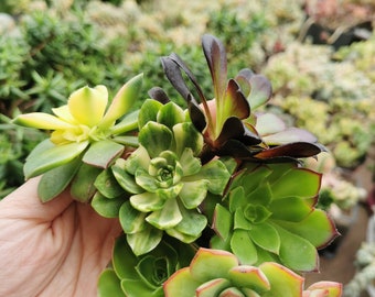 Succulents Aeoniums Cuttings collection