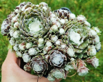 FULL POT Sempervivum "Arctic White" Live Succulent Hens & Chicks cold hardy succulent sempervivum