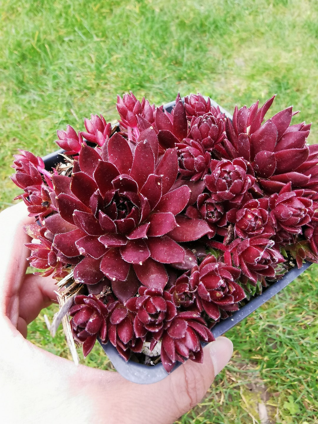 FULL POT Sempervivum coral Red Live Succulent Hens & Chicks Cold Hardy