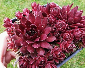 FULL POT Sempervivum "Coral Red" Live Succulent Hens & Chicks cold hardy succulent groundcover 4"