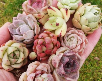 5 Colorful Rare Imported Mini Size Echeveria Succulent plants fairy garden