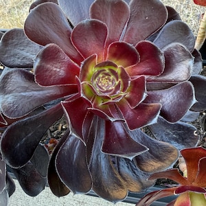 BLACK ROSE Deep Dark Purple Aeonium Arboreum Zwartkopf 6”+ long stem rooted