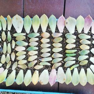 50/100/200 LEAVES ghost plant succulent Graptopetalums Paraguayense &quot;Mother of Pearls&quot;