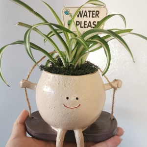 Live Variegated Spider Plant Extremely easy-care long vines houseplant