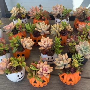 May include: A collection of small succulent plants potted in orange pumpkin-shaped containers and white ghost-shaped containers. Each planter features a variety of green, pink, and purple succulents arranged in a dense, rosette-like cluster.