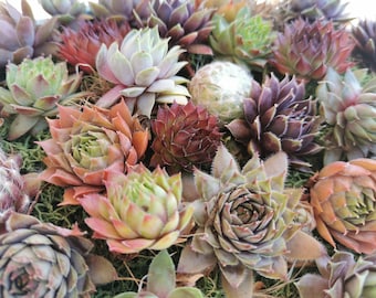 Succulents 9 varieties Hen and Chick Sempervivum Indoor Outdoor Cold Hardy