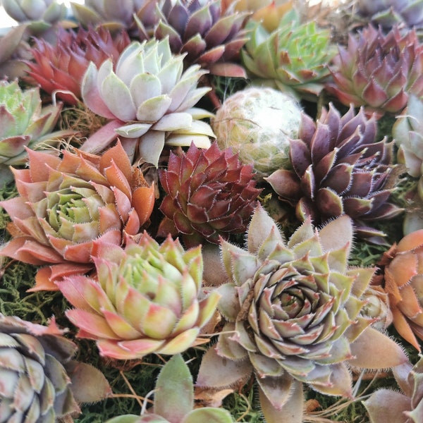 Succulents 9 varieties Hen and Chick Sempervivum Indoor Outdoor Cold Hardy Starter