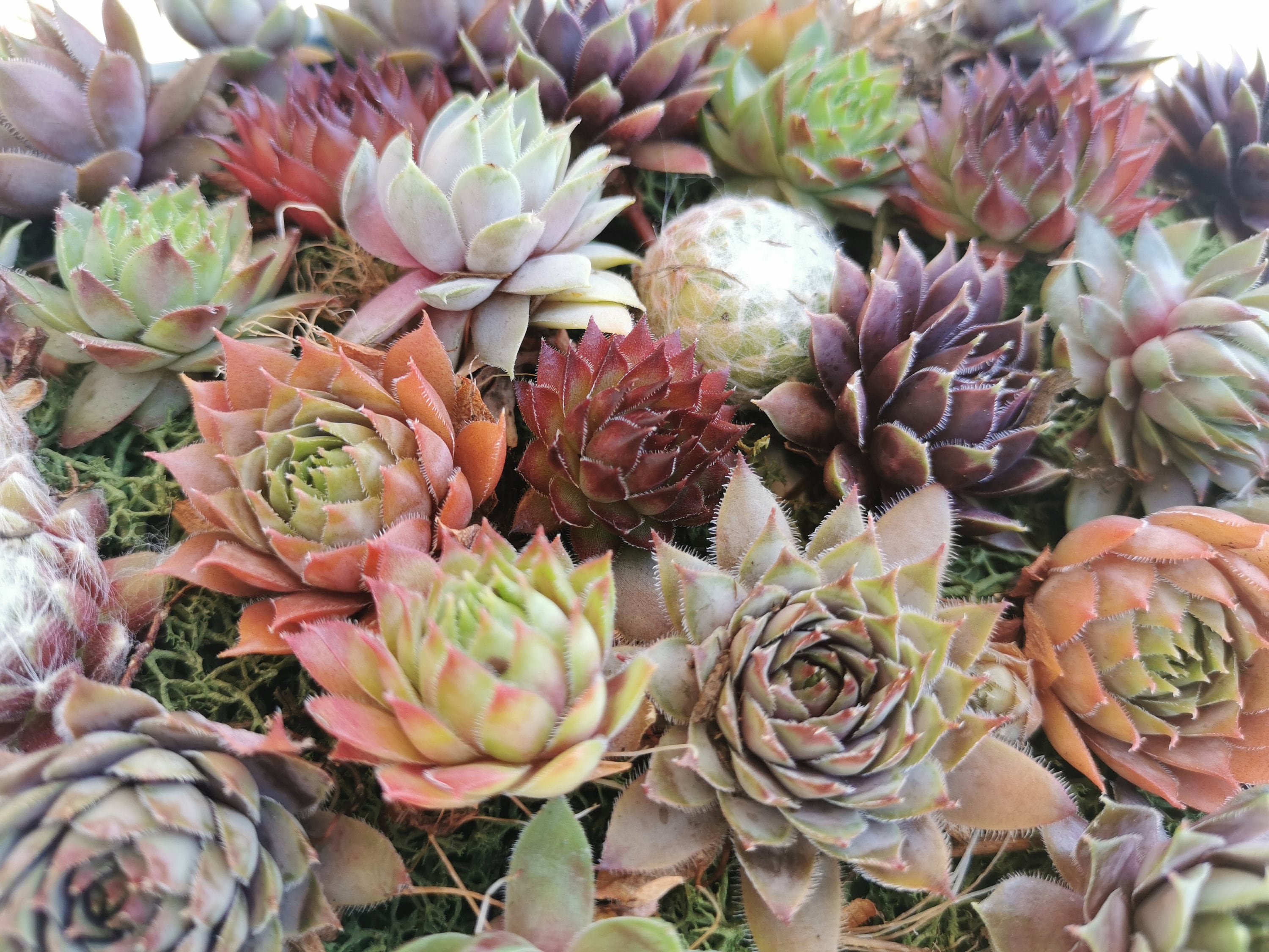 Succulents 9 Varieties Hen and Chick Sempervivum Indoor ...