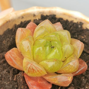 Haworthia Retusa f. Geraldii / Cuspidate (Orange/ Red )Star Succulent