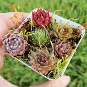 fairy garden 6 Tiny colorful Succulents Hen and Chick Sempervivum in pot Tiny size Indoor Outdoor Cold Hardy