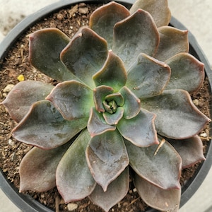 Rare Black Succulent Echeveria 'Dark Moon' 6" bare root