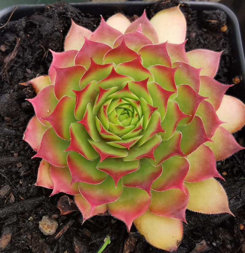 Uaretheone Sempervivum Hens and Chicks