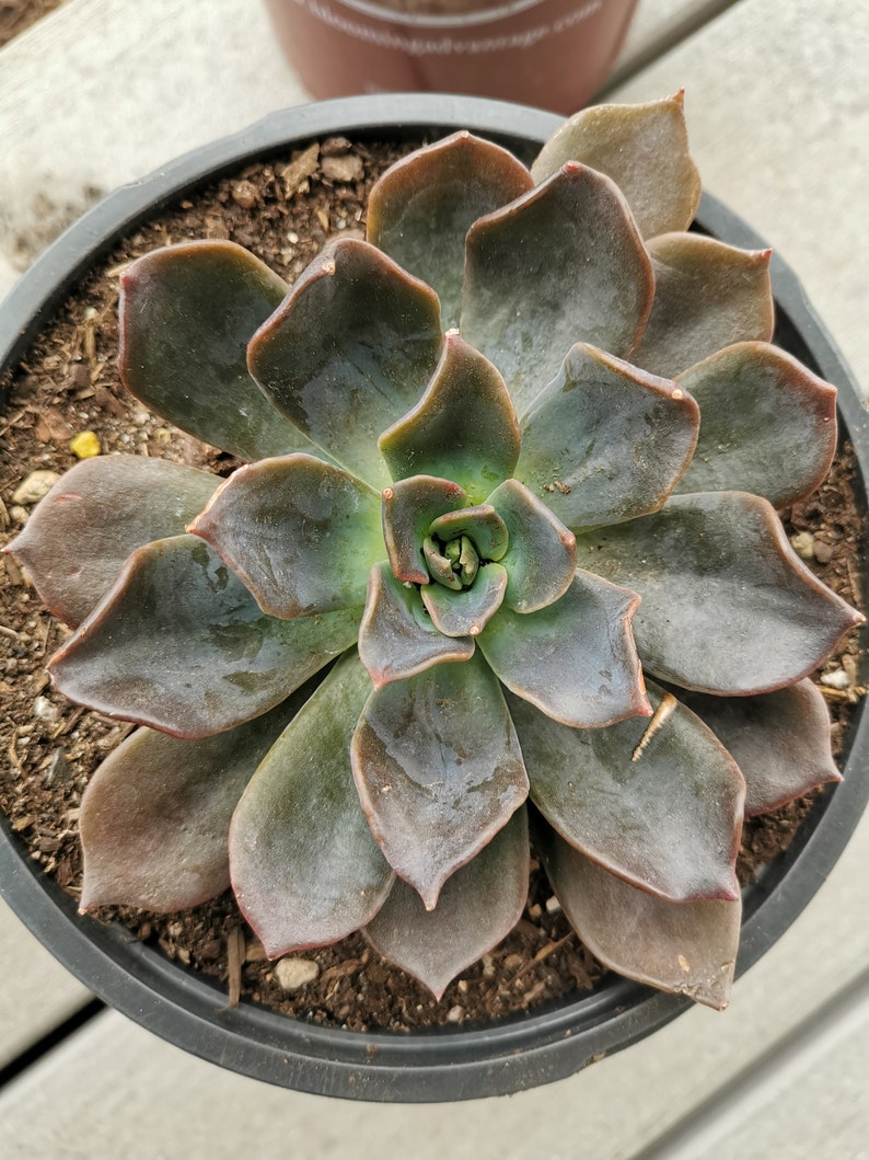 Rare Black Succulent Echeveria 'black Knight' / 'dark Moon' 5 - Etsy