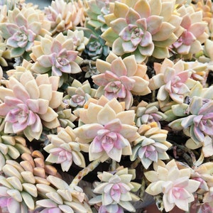3 ghost plant succulent Graptopetalums Paraguayense &quot;Mother of Pearls&quot; CUTTING