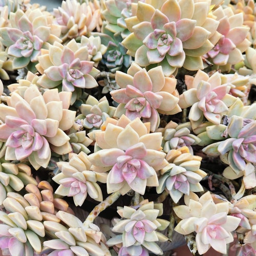 3 Ghost Plant Succulent Graptopetalums Paraguayense "mother of Pearls"  CUTTING - Etsy
