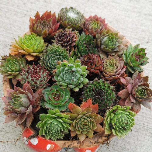 20 sempervivum starter succulent Hen and Chick Sempervivum Indoor Outdoor Cold Hardy 10+ varieties