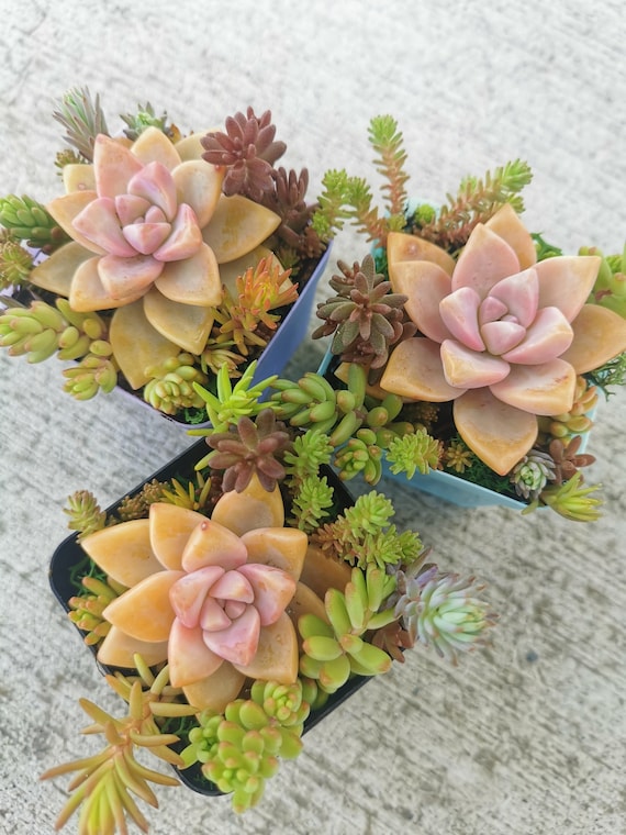 Ghost Plant Succulent Arrangement, Colorful Sedum Fairy Garden (2"/2.75") -  Etsy