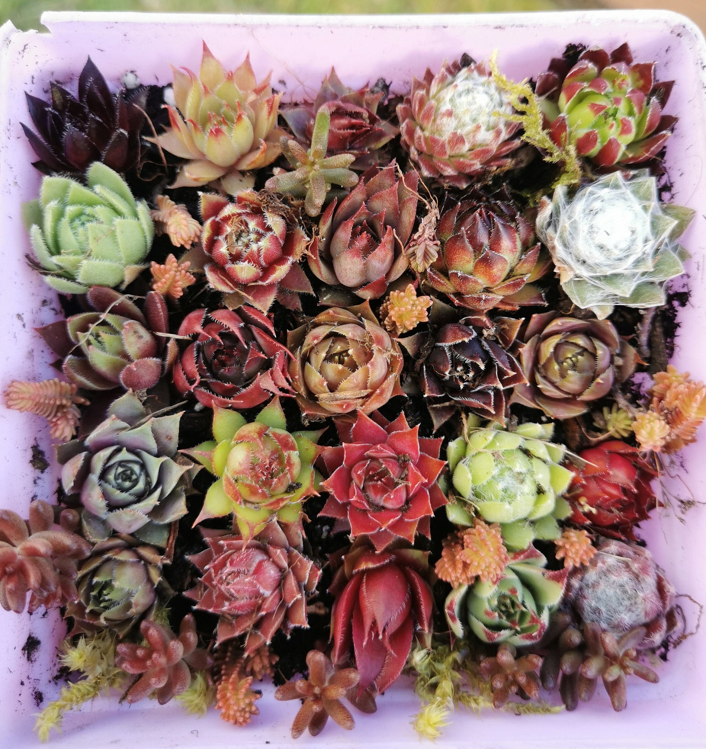 flower bouquet lavender Buy Lavender Hand-Tied Dried Flower Bouquet Online | Floral Bouquet main image 0