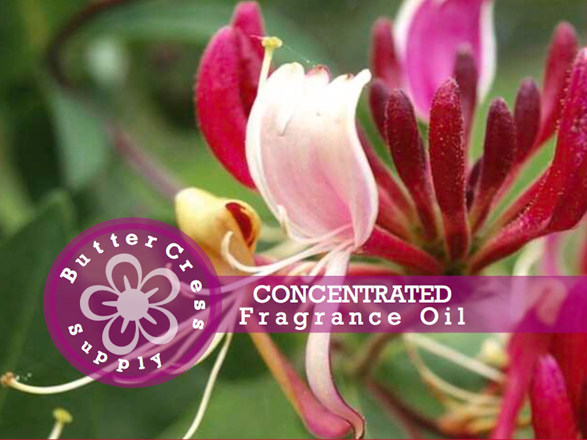 HONEYSUCKLE JASMINE Fragrance Oil Concentrate Etsy