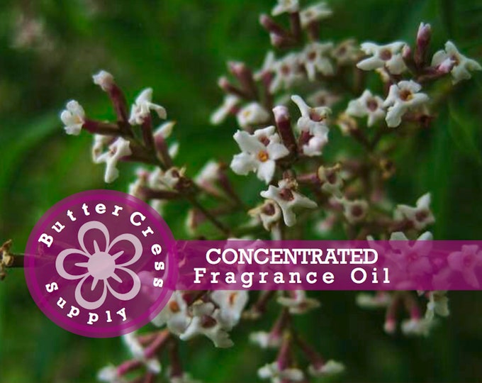 HAZELNUT COFFEE Fragrance Oil Concentrate Etsy