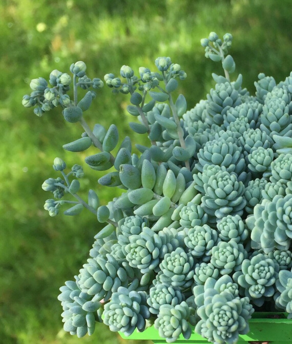 3 Sedum Nevii silver frost stonecrop cuttings Etsy