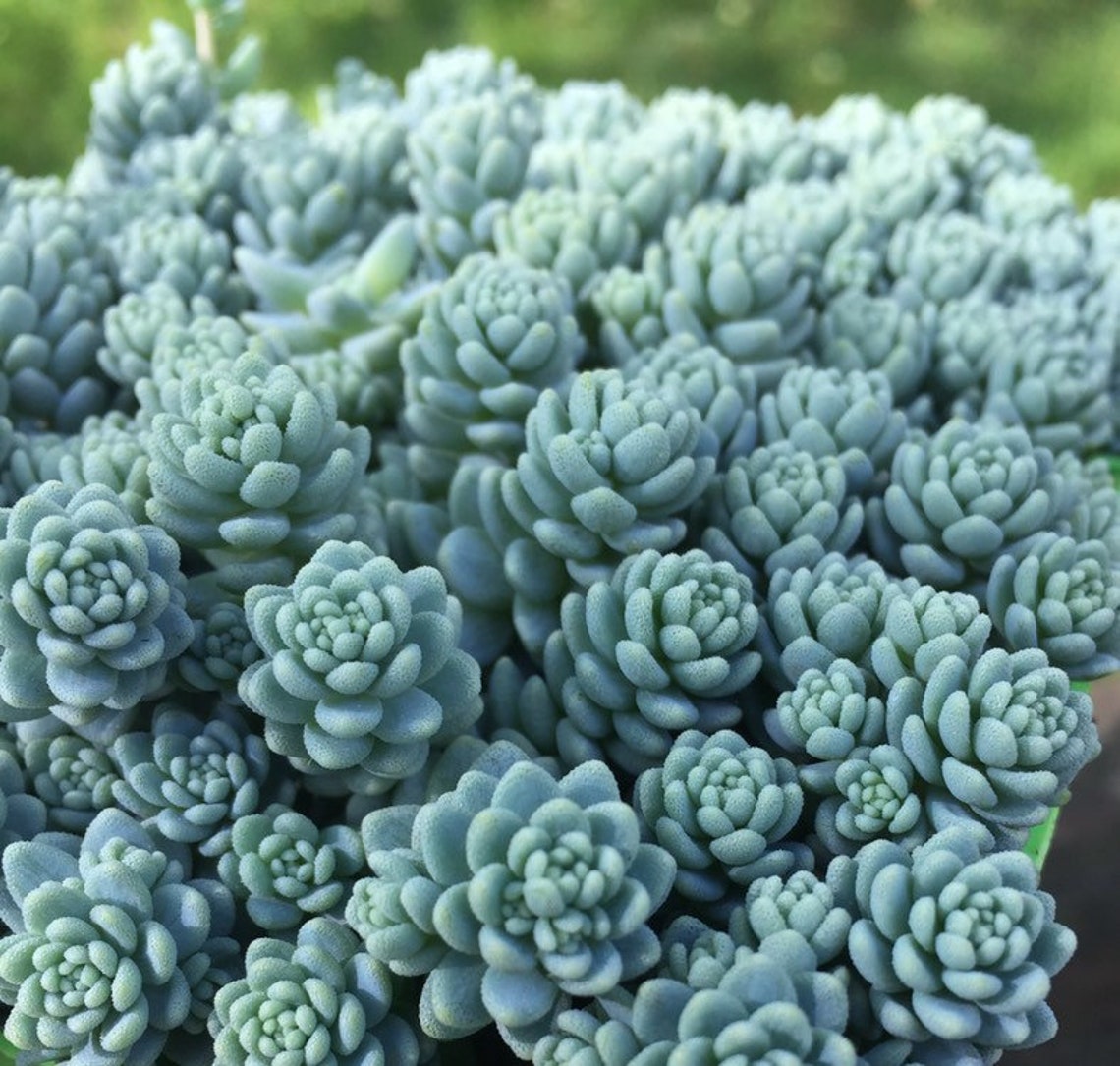 3 Sedum Nevii silver frost stonecrop cuttings Etsy