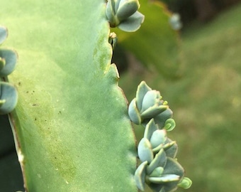 8 TINY Kalanchoe Exotica baby plantlettes Mexican hat plant, Mother of thousands Bryophyllum delagoensis
