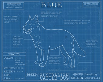 Australian Cattle Dog Breed Blueprint - Custom Blue Heeler Poster Blue Print Canvas Wall Art Pet Drawing Funny Portrait Print