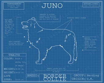 Border Collie Dog Breed Blueprint Custom Pet Portrait Poster Blue Print Canvas Wall Art Drawing Funny Portrait Print Animal Lover Gift