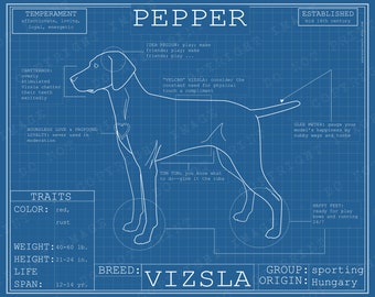 Vizsla Dog Breed Blueprint Custom Pet Portrait Poster Blue Print Canvas Wall Art Pet Drawing Funny Portrait Print Animal Viszla Lover Gift